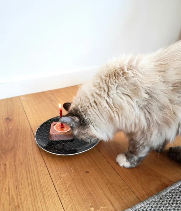 Pâtée Anniversaire pour Chat - Image 5